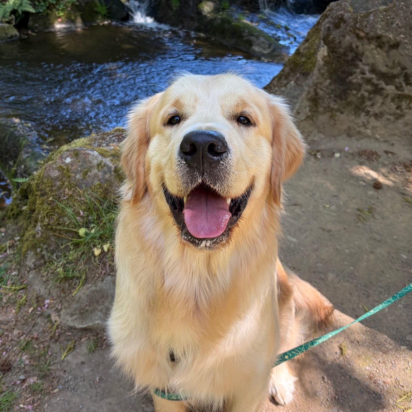 Arun, golden retriever de médiation animale